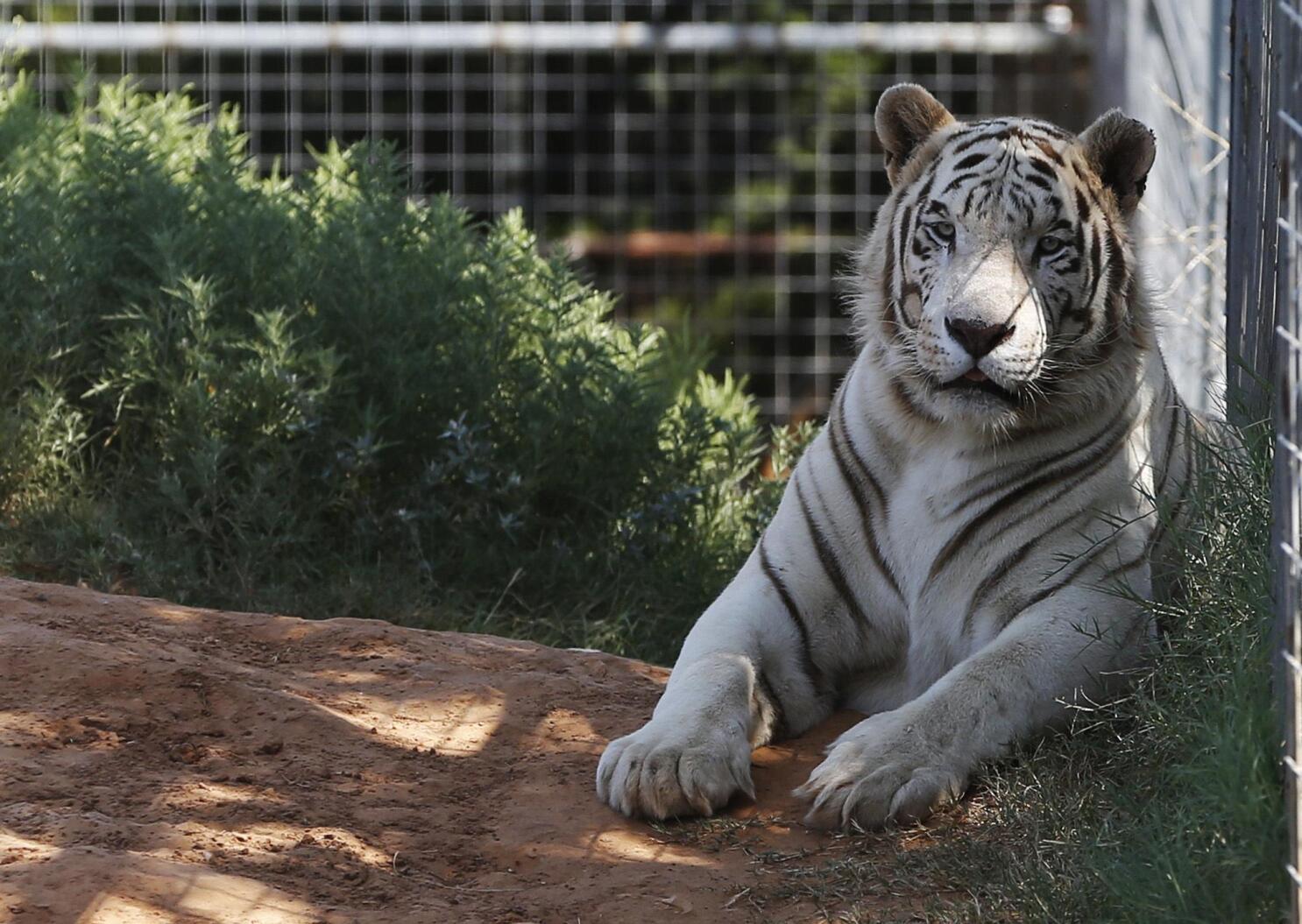 Last cat out of the Tiger King Park bag as seizure completed | AP News